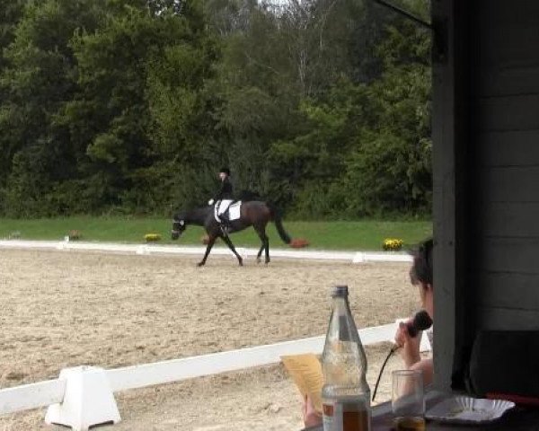 Dressurpferd Abriano (Hannoveraner, 2010, von Abanos) Dressurpferd Abriano (Hannoveraner, 2010, von Abanos)