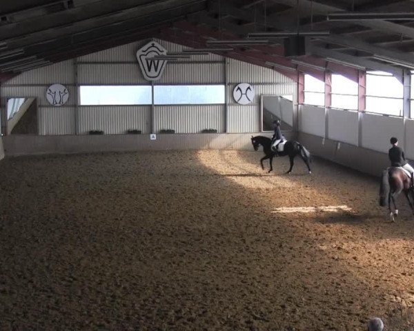 Dressurpferd Rosegarden's Girl (Westfale, 2008, von Spielberg)