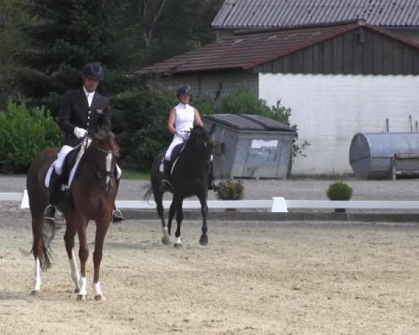 Fattrice Lollipop 154 (Westfale, 2009, di Licotus)