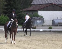broodmare Lollipop 154 (Westphalian, 2009, from Licotus)