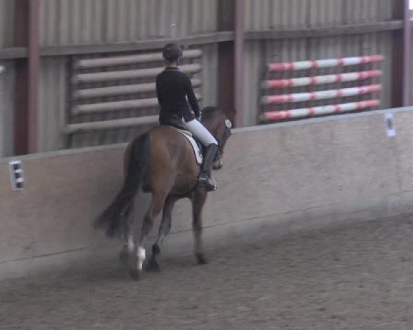 dressage horse Fürst Calypso 2 (Hanoverian, 2009, from Fürst Romancier)