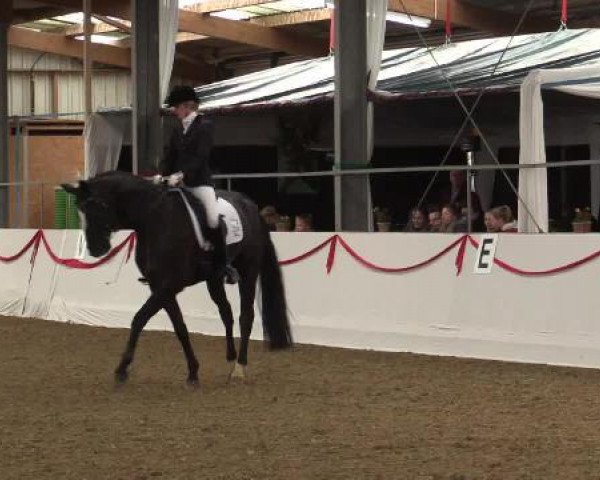 dressage horse Skyfall 19 (Oldenburg, 2009, from Sarkozy 3) dressage horse Skyfall 19 (Oldenburg, 2009, from Sarkozy 3)