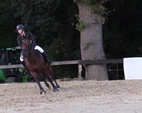 Reitturnier Buchenhof-Ibbenbüren 2020