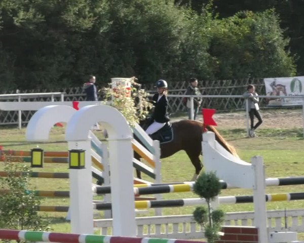 Reitturnier Wernigerode 2020