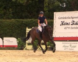 Springpferd Carlucci 25 (Holsteiner, 2009, von Cancara)