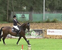 jumper Montano 87 (Westphalian, 2008, from Montendro)