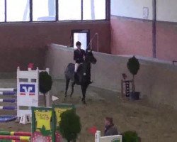 broodmare Quintessa 32 (Westphalian, 2005, from Quidam's Rubin)