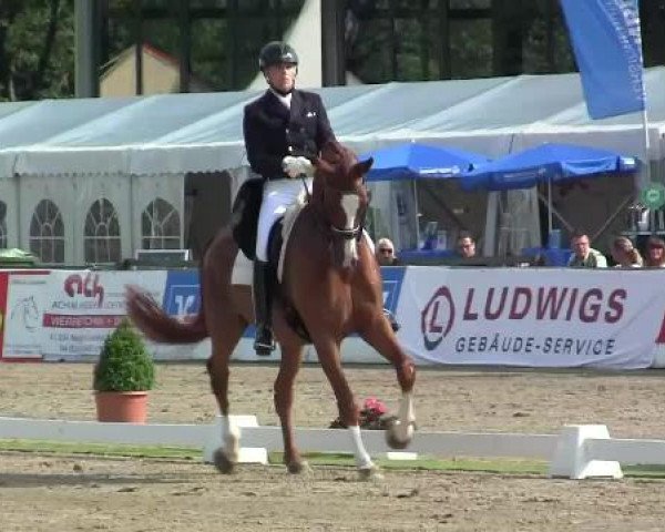dressage horse Marshall Lightfoot (Danish Warmblood, 2005, from Michellino)