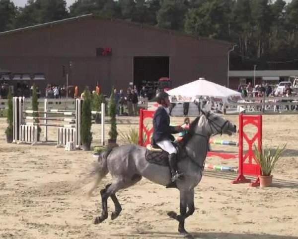 broodmare Clingolda (Oldenburg show jumper, 2007, from Clinton H)
