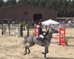 broodmare Clingolda (Oldenburg show jumper, 2007, from Clinton H)