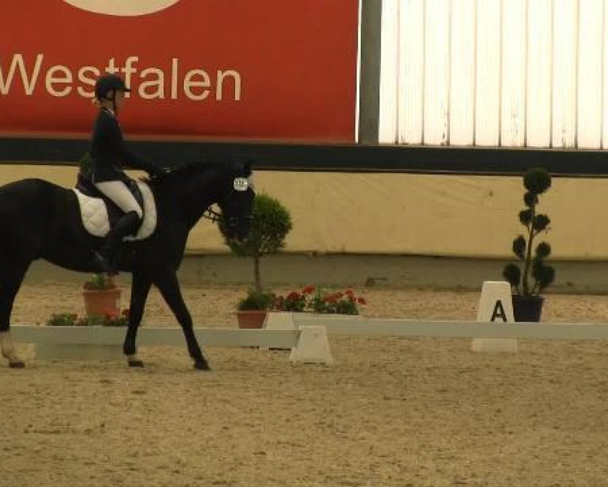 Dressurpferd Ricardo (Deutsches Reitpony, 2002, von Renoir)