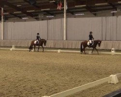 dressage horse Dambeldor 2 (German Riding Pony, 2010, from Dream of Lord)