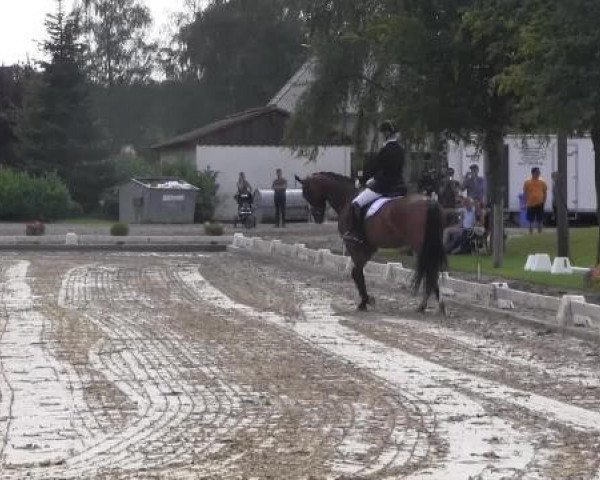 dressage horse Don Michelin (Swedish Warmblood, 2008, from Don Primero)
