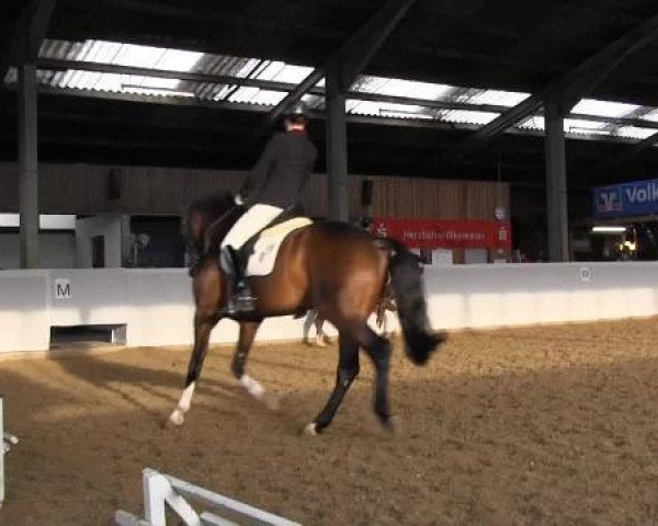 dressage horse Fisiko (Westphalian, 2010, from Fabregas)