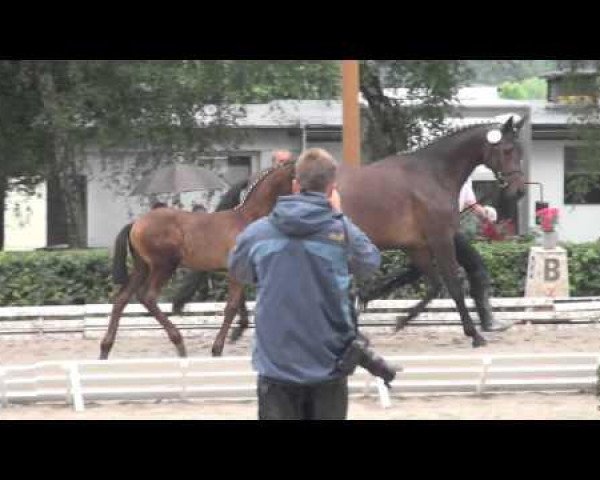 horse Saturn (Trakehner, 2014, from Schwarzgold)