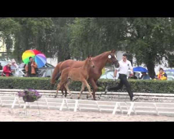 horse Portofino (Trakehner, 2014, from Singolo)