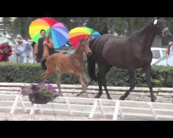 dressage horse Sanssouci 124 (Trakehner, 2014, from Hancock)