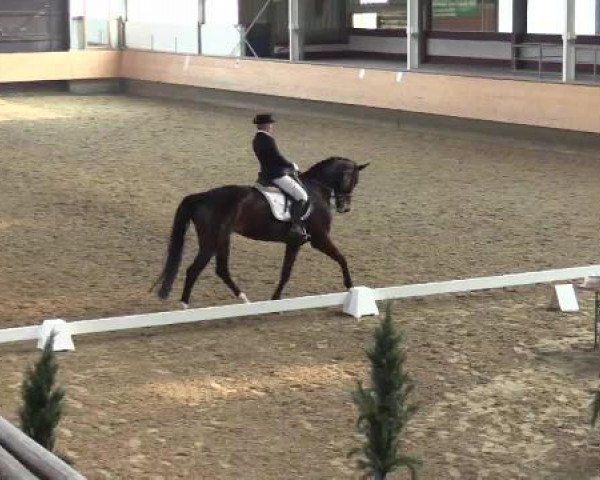 Dressurpferd Raica (Westfale, 2006, von Riccio)