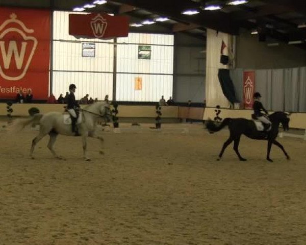 Zuchtstute Joradina H (Westfale, 2007, von Jazz Rubin)