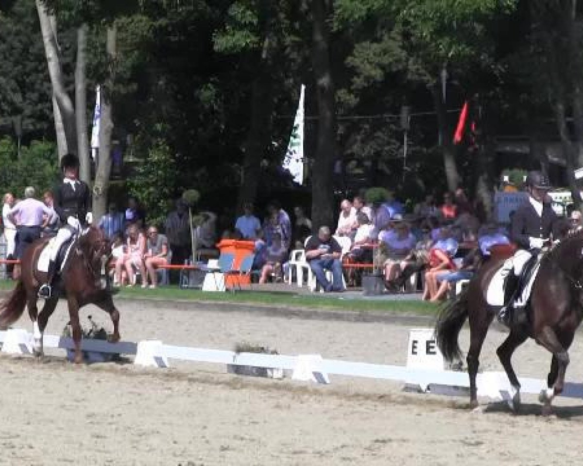 horse Via-Mala 3 (Westphalian, 2011, from Vitalis)