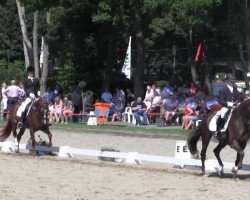 horse Via-Mala 3 (Westphalian, 2011, from Vitalis)