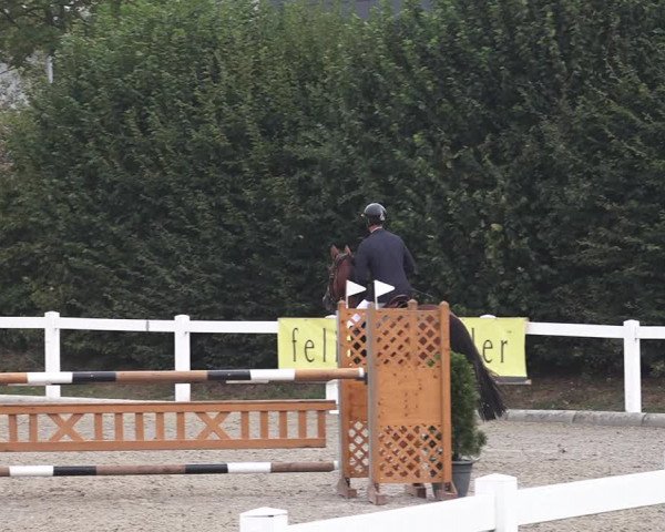Reitturnier Bern 2020