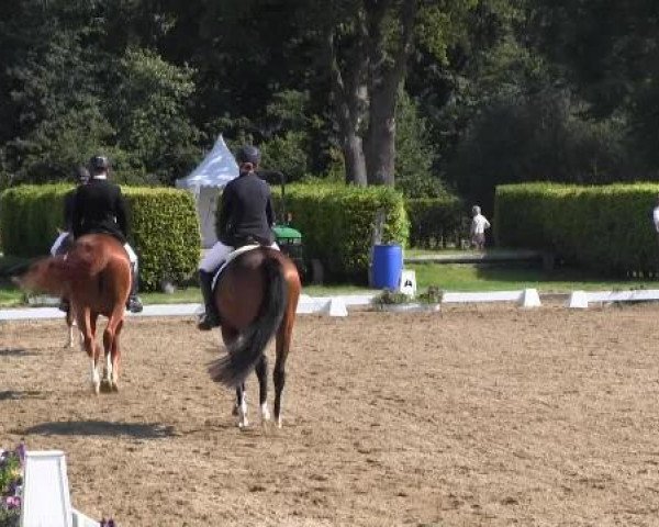 Zuchtstute Fariba (Westfale, 2010, von Fleury)