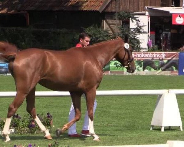 horse Bertonia (Westphalian, 2010, from Blickpunkt 4)