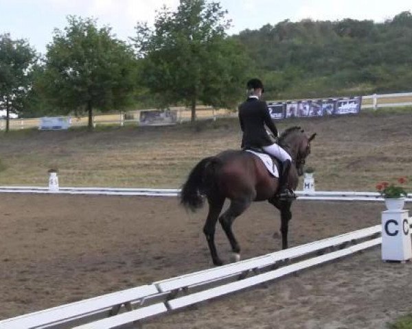 Pferd Ferrero 37 (Hannoveraner, 2011, von Fürst Nymphenburg II)