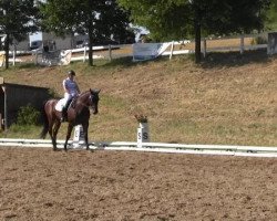 dressage horse Chico 907 (Westphalian, 2007, from Charisma)