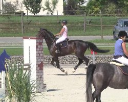 broodmare Emmylou (Hanoverian, 2002, from Embassy I)