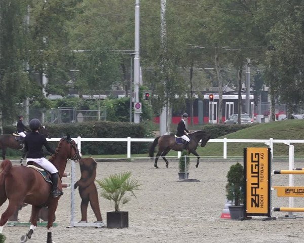 Reitturnier Bern 2020