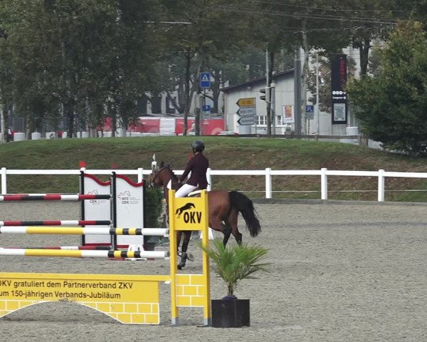 Reitturnier Bern 2020