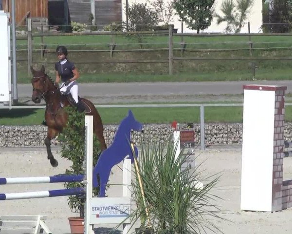 jumper Quanti (Bavarian, 2007, from Quadrigus M) jumper Quanti (Bavarian, 2007, from Quadrigus M)