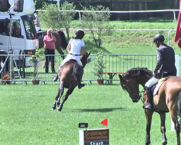 Springpferd Andretti S (KWPN (Niederländisches Warmblut), 2005, von Dutch Capitol)