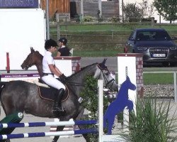jumper Solide 12 (Italian Warmblood, 1999)