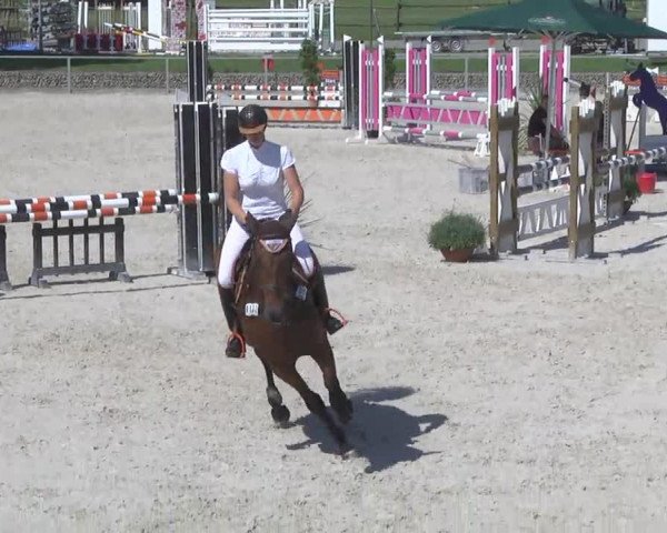 jumper Cassandra 349 (Oldenburg show jumper, 2009, from Champion de Cord)