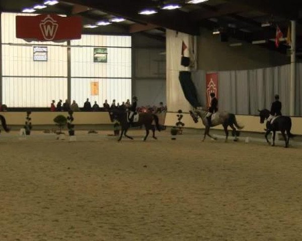 dressage horse Quinta Essentia (Westphalian, 2008, from Quinta Real)