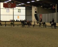 dressage horse Quinta Essentia (Westphalian, 2008, from Quinta Real)