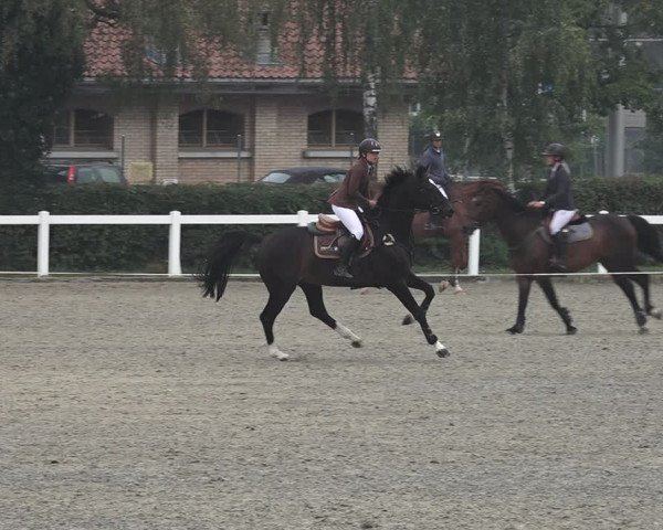 Reitturnier Bern 2020