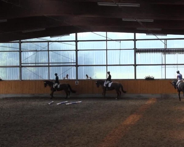 broodmare Blümchen 165 (Westphalian, 2010, from Blickpunkt 4)