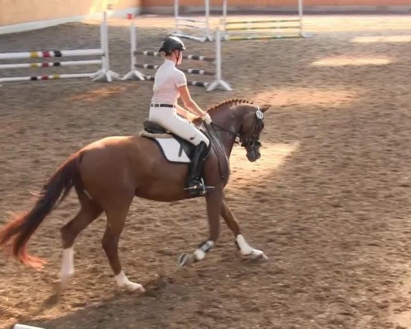 dressage horse Luci D (Oldenburg, 2009, from Scolari) dressage horse Luci D (Oldenburg, 2009, from Scolari)