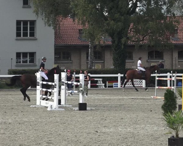 Reitturnier Bern 2020