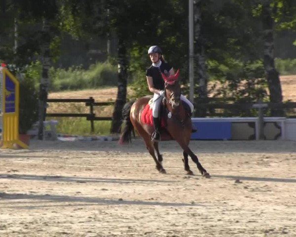 Springpferd Morgenstern (unbekannt, 2005)