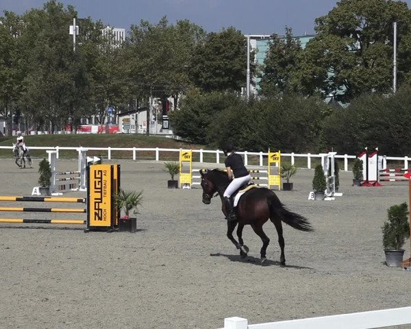 Reitturnier Bern 2020