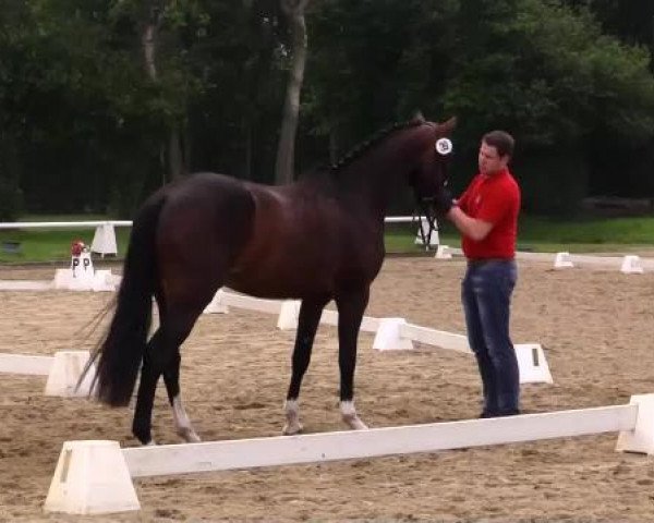 horse Stute von Arpeggio (Westphalian, 2011, from Arpeggio)