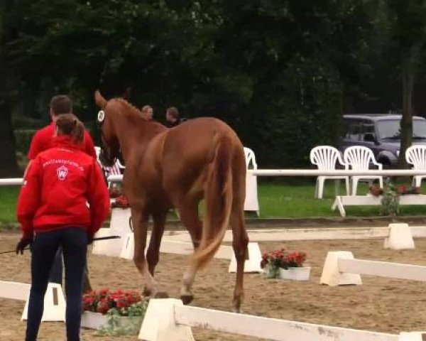 broodmare Daisy (Westphalian, 2011, from Real Diamond)