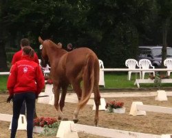 broodmare Daisy (Westphalian, 2011, from Real Diamond)