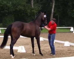 horse Farina LS (Westphalian, 2011, from Flanagan)