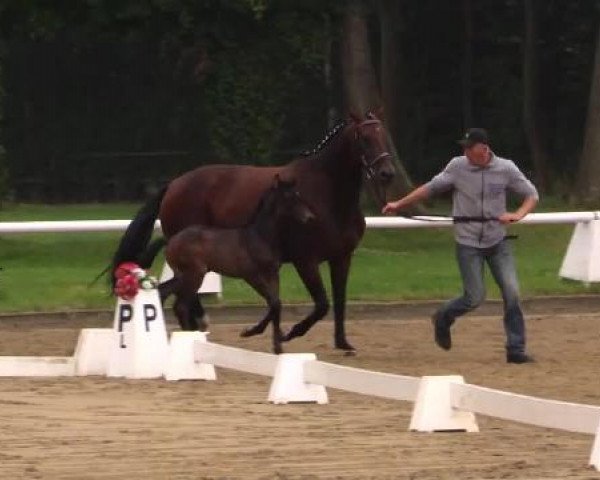 dressage horse C'est la Vie 221 (Westphalian, 2014, from Cachassini)